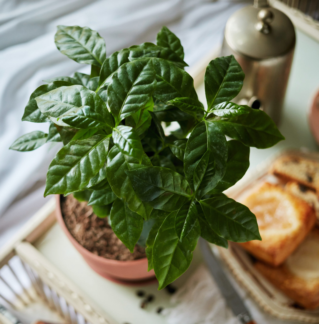 Planta Del Café - Coffea Arábica